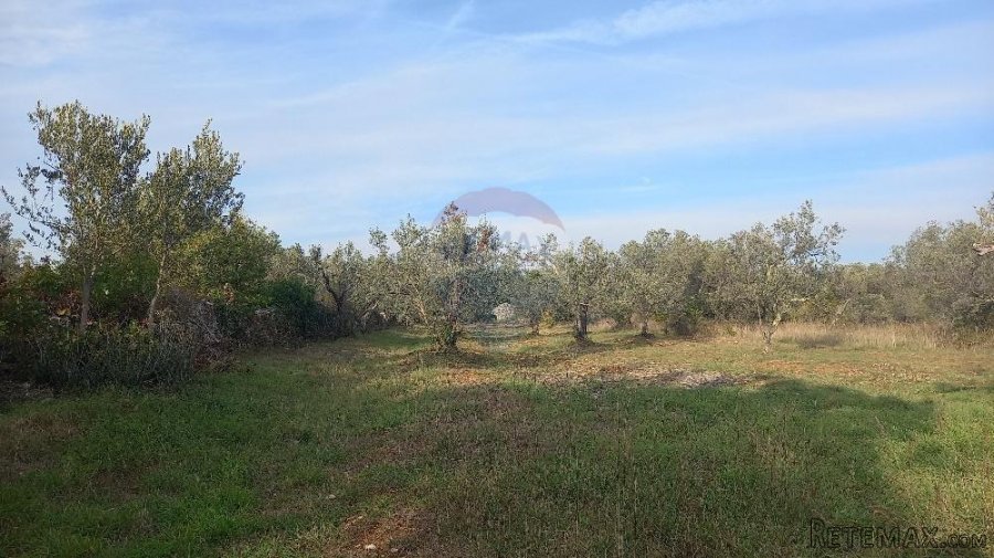 Istra, Fažana okolica, maslinik i parcela - 6