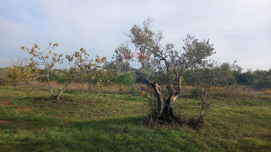 Istra, Fažana okolica, maslinik i parcela - 7