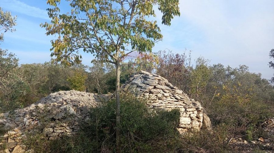 Istra, Fažana okolica, maslinik i parcela - 9