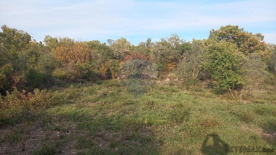 Istra, Fažana okolica, maslinik i parcela - 10