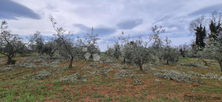Zemljište sa 60 maslina površine 10200 m2