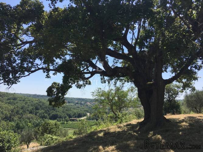 BUJE - MOMJAN, starina sa zemljištem površine 16.691 m2 - 2