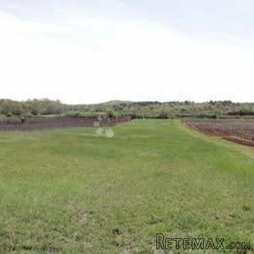 Flengi, Vrsar - poljoprivredno zemljište 8440m2 - 2