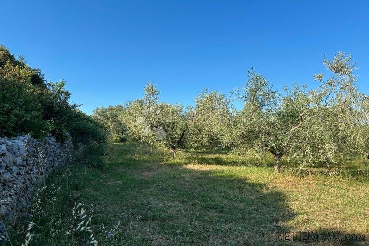 ROVINJ – rjetkost, odličan maslinik 300 m od mora - 2