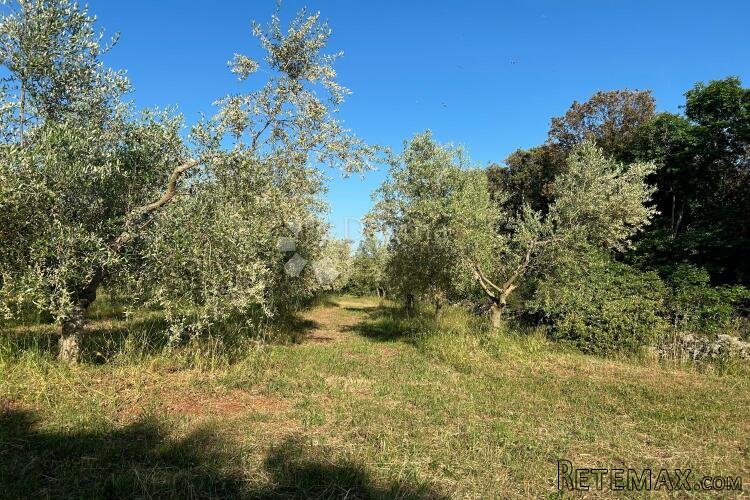 ROVINJ – rjetkost, odličan maslinik 300 m od mora - 3