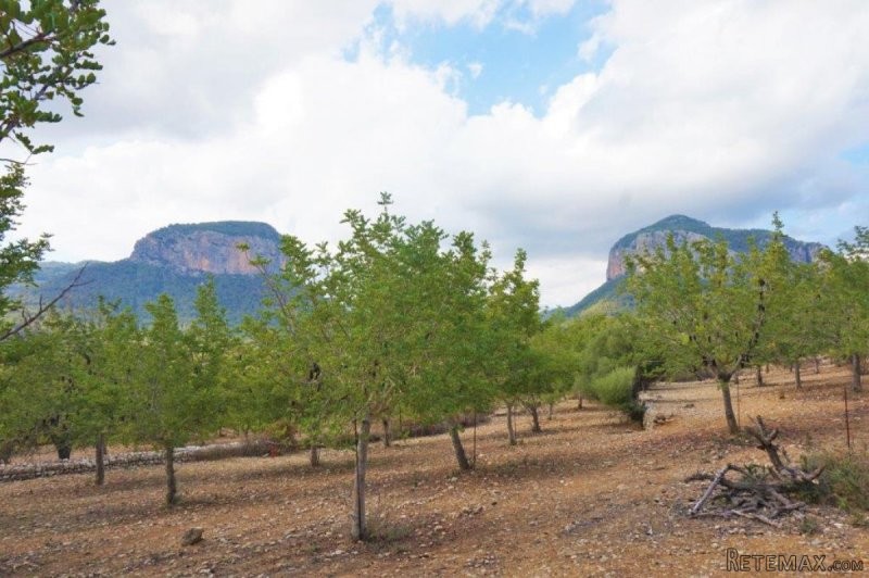 Building plot in Alaro with valid..