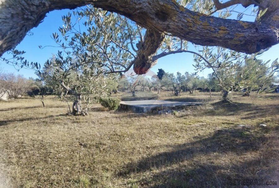 Istra, Fažana - vikend zemljište sa stoljetnim maslinama - 3