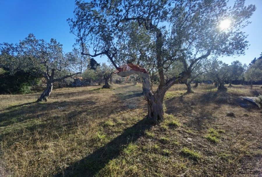 Istra, Fažana - vikend zemljište sa stoljetnim maslinama - 5