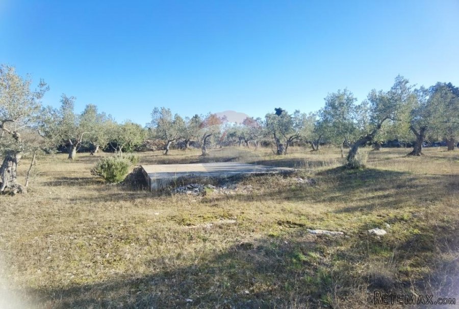Istra, Fažana - vikend zemljište sa stoljetnim maslinama - 10