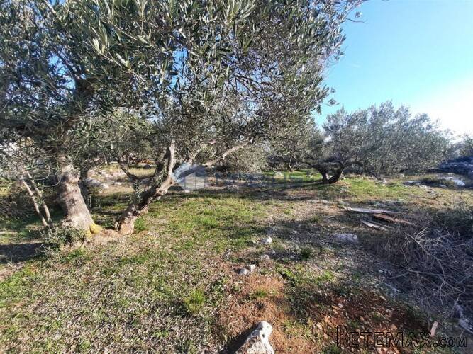 Vodice, kamena kuća 39 m2 s maslinikom 1.820 m2 - 2