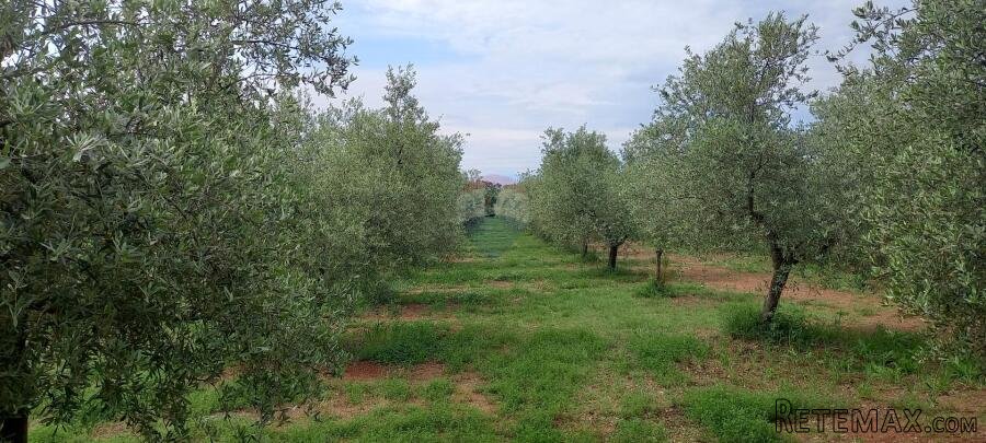 Istra, Vodnjan, imanje s maslinama i dozvolom za gradnju - 3