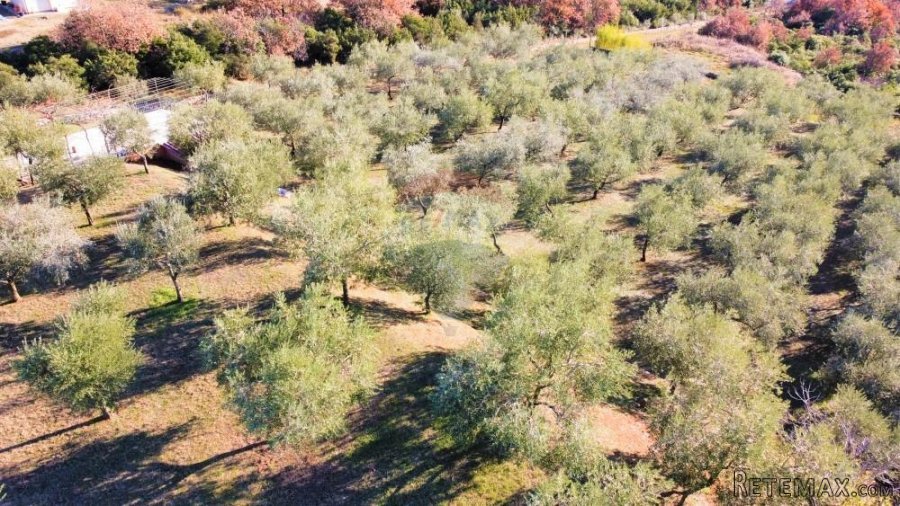 Rovinj,hacienda,3 kuće,11 000m2,pogled more - 5
