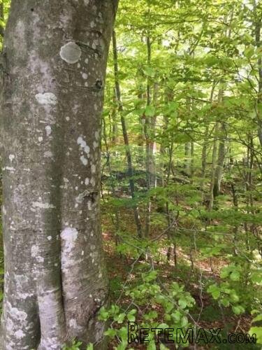 Bribir, Maševo- starina na terenu u šumi - 2