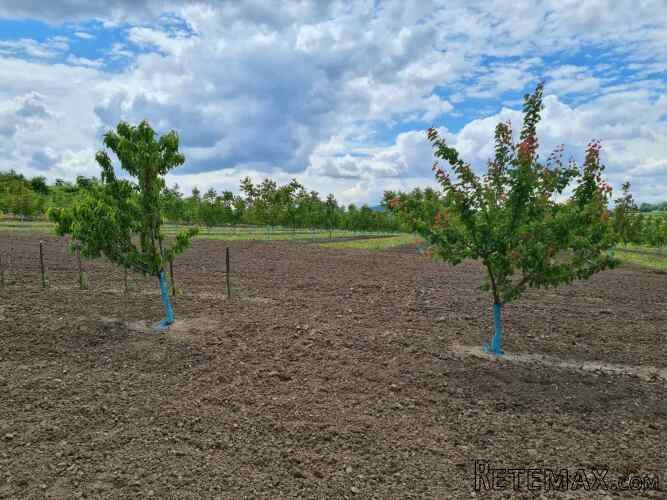 Fantasticno imanje 3.5ha,nadomak Beograda - 6