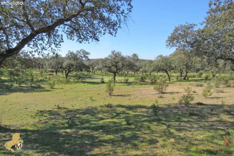 Santa Ollala del Cala: beautiful farm.. - 2