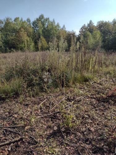 Još 4.5 Ha netaknute divljine