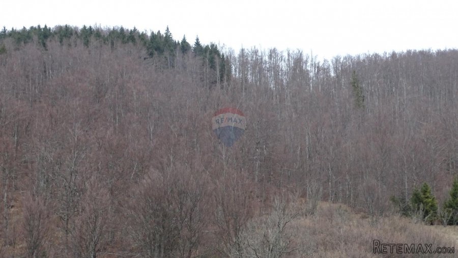 Sunger-Šuma - 5