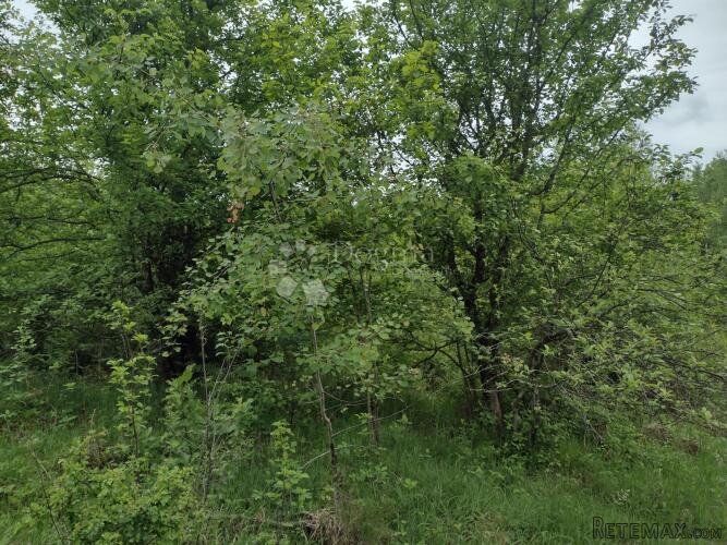 Zemljište za eko poljoprivredu, Dugo Selo Lasinjsko - 2