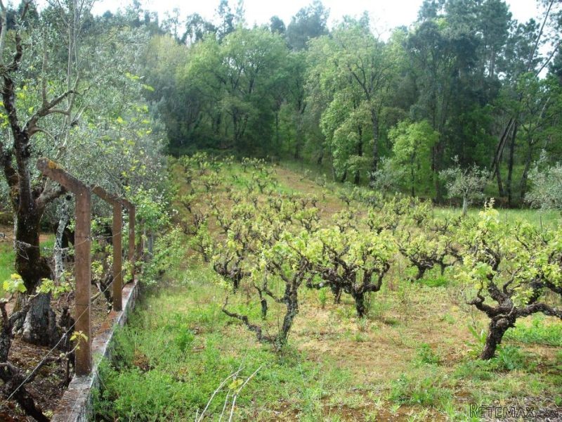 Land 1280m2 Ferreira Do Zezere - 2