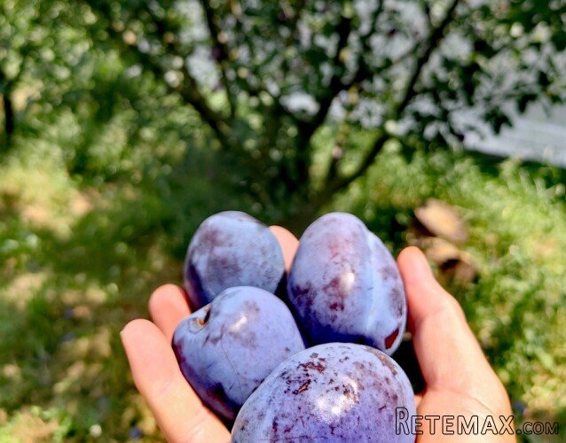 Plac od 19ari ispod Avale sa 2 nedovrsena objekta - 10