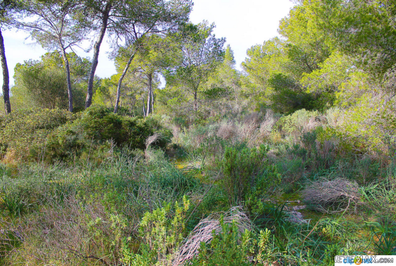 Building Plot Without License In Cala..