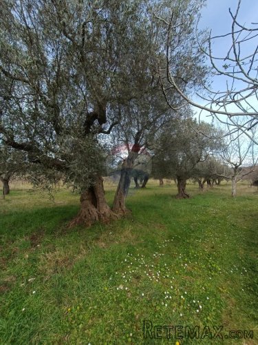 Rovinj, poljoprivredno zemljište s upisanom poljskom kućicom