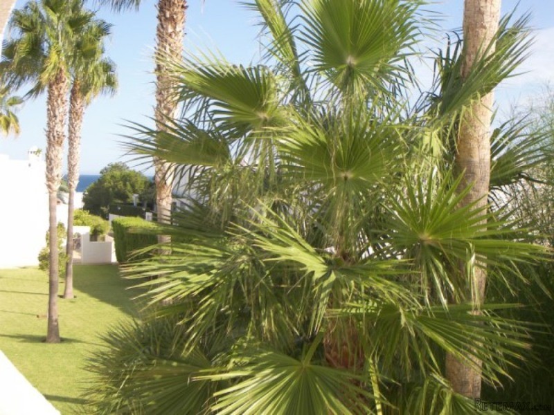 Apartment in Mojacar - 2