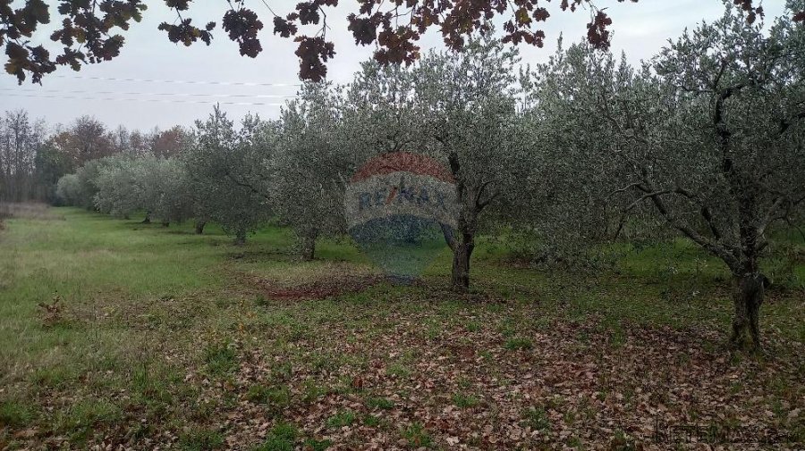 Pula,veliki maslinik u predgrađu, djelomično građevinsko zem