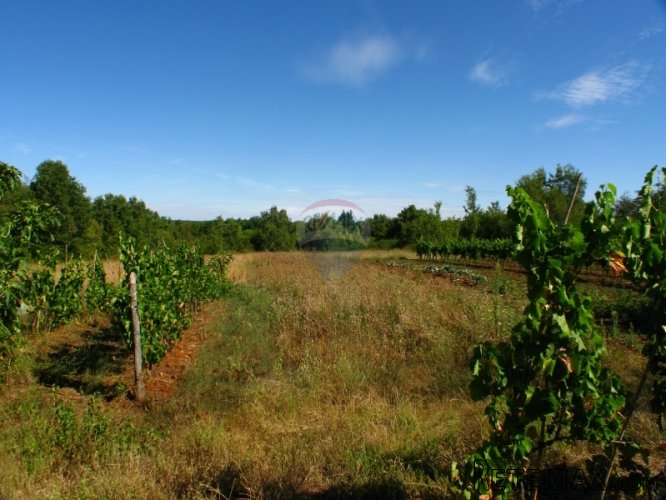 SVETI LOVREČ, KAMENA KUĆA ZA ADAPTACIJU I 13000 M2 ZEMLJIŠTA - 5