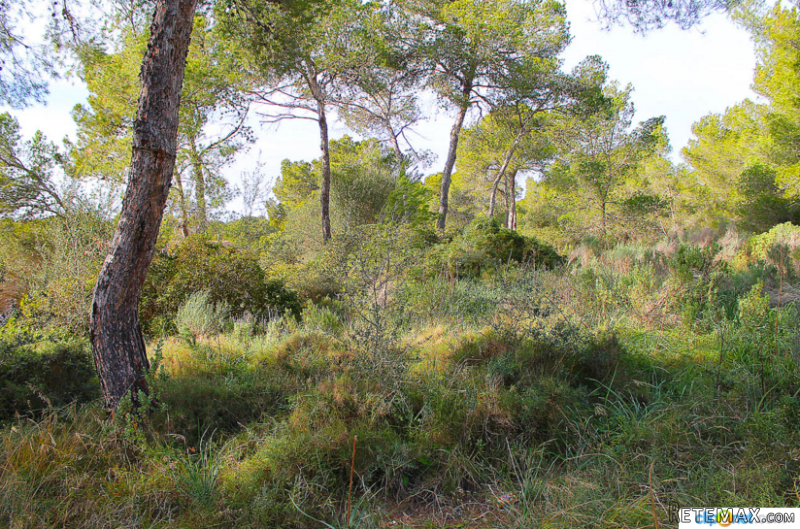 Building Plot Without License In Cala.. - 2