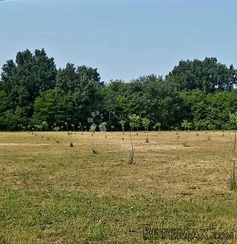 Ograđeno zemljište s mladim orahom – 1.5 ha - 2