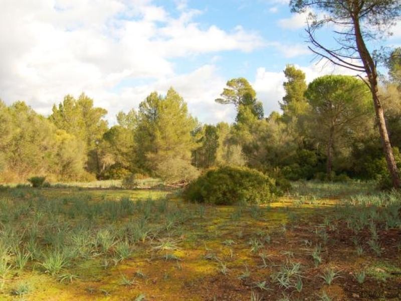 Large Forest Plot With Beautiful View.. - 2