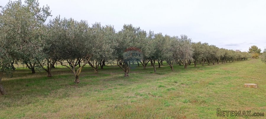 Pula, okolica, maslinik i vinograd površine 6680m2