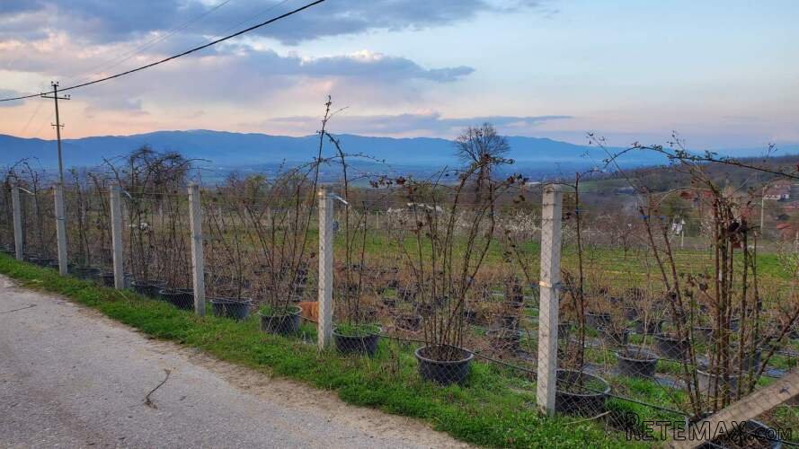 Prodajem kucu sa plantazom Žbevac-Bujanovac - 21