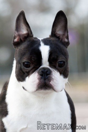 Boston terrier mužjak slobodan za parenje