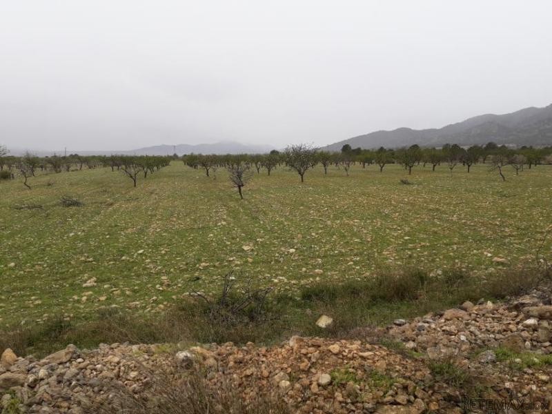 Large Building plot near Pinoso (Ref...