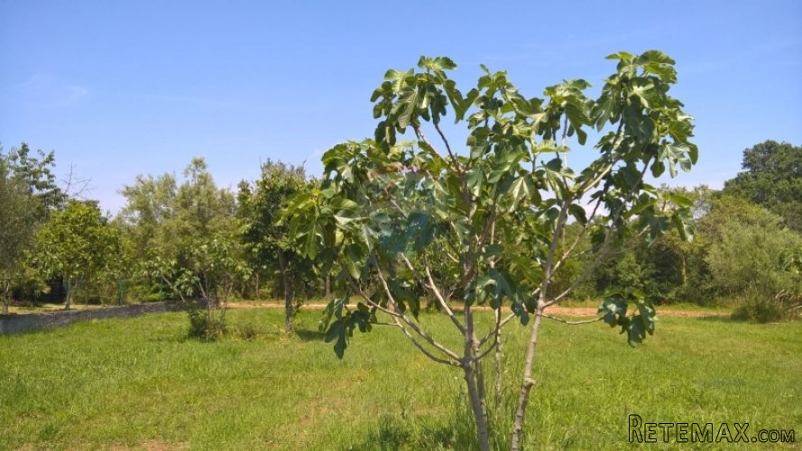 Poreč, građevinsko zemljište 780 m2 - 5