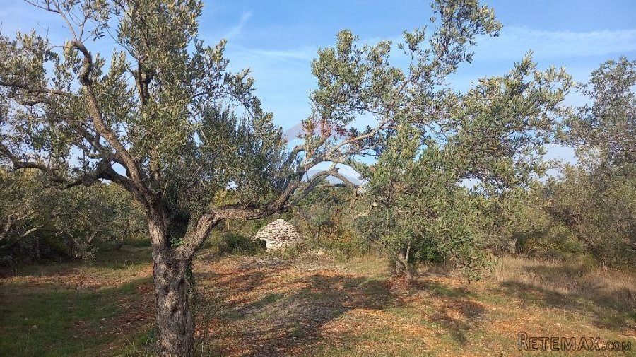Istra, Fažana okolica, maslinik i parcela