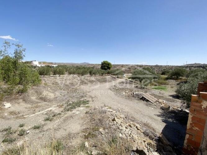 Large plot of rustic land with various olive trees of.. - 11