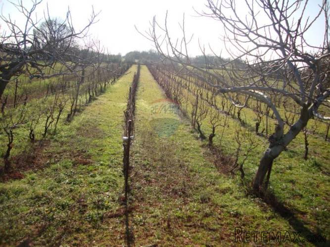 ISTRA, MUNTIĆ, građevinsko zemljište - 3