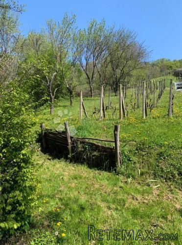 Bidrovec Vinograd - 2