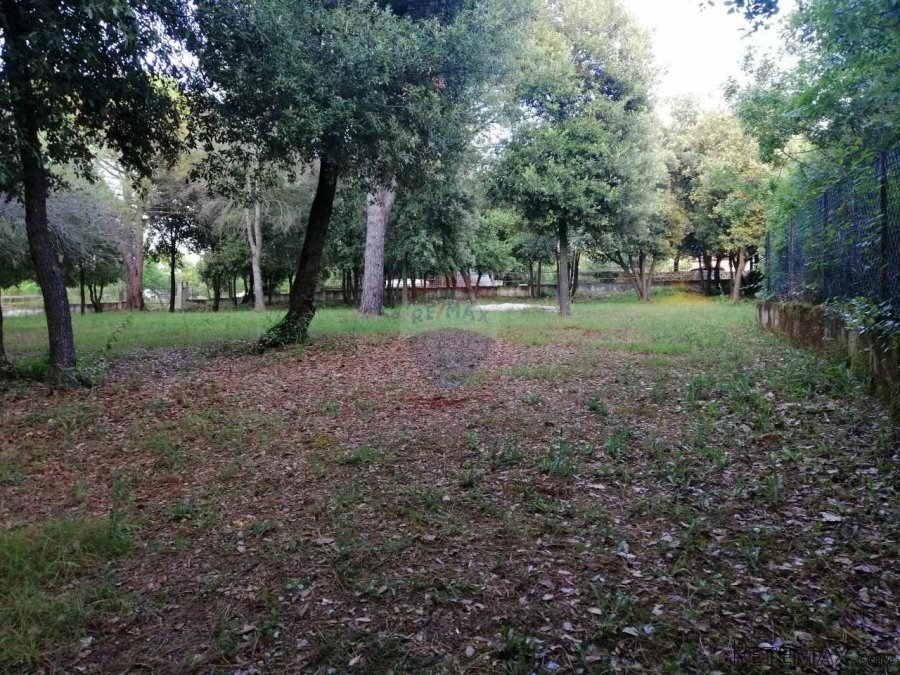 Rovinj,za auto kamp veliko zemljište,stoljetna šuma - 2