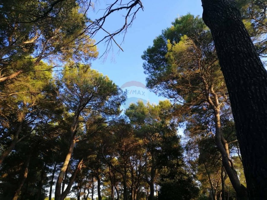 Rovinj,za auto kamp veliko zemljište,stoljetna šuma - 3