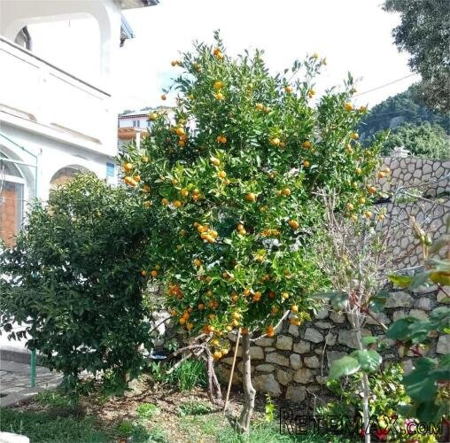Rab, Banjol - kuća 480 m2 na okućnici od 1100 m2 - 2