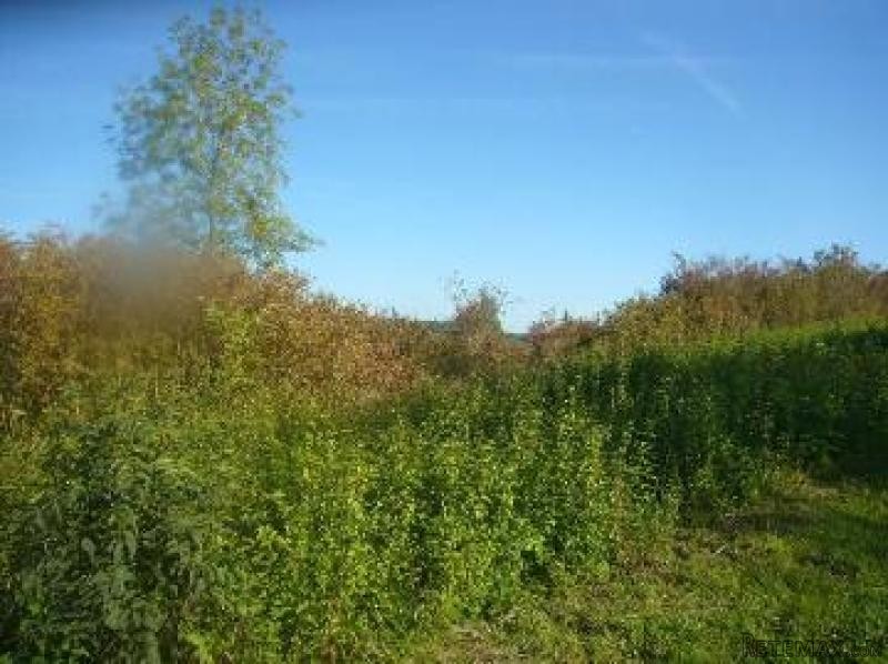 Large building plot, great location and.. - 2