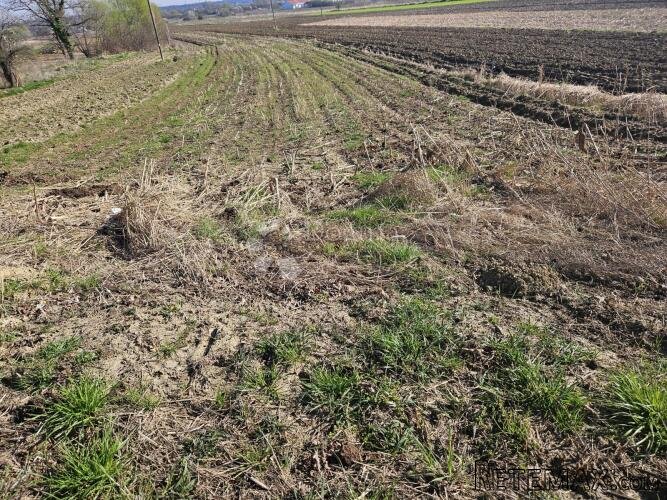 Građevinsko zemljište u Beretincu - 2