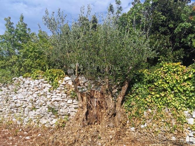 Prekrasan maslinik u okolici Raklja - 2