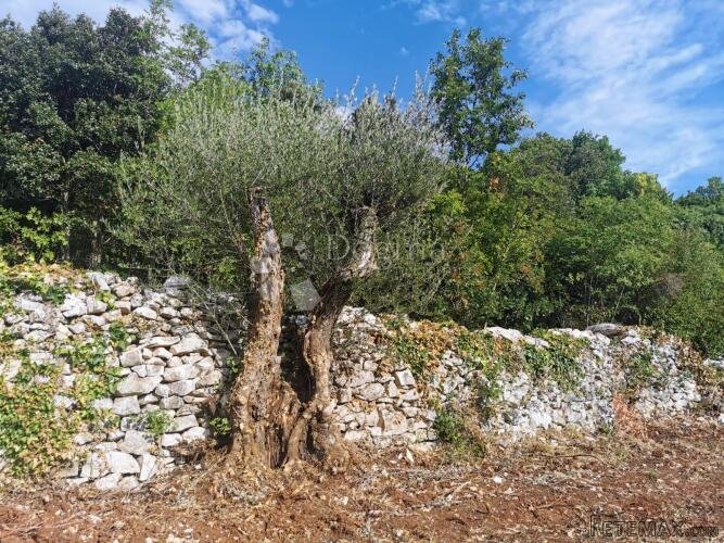 Prekrasan maslinik u okolici Raklja - 3