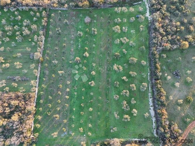 Poljoprivredno zemljište s maslinikom u Fažani, 800 m od mor - 2