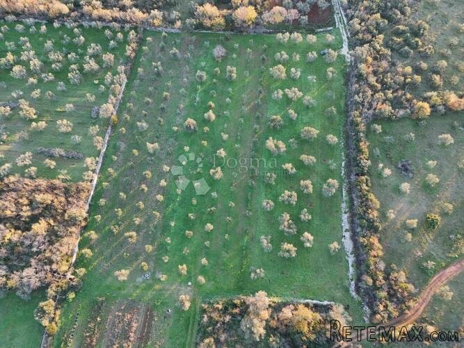 Poljoprivredno zemljište s maslinikom u Fažani, 800 m od mor - 3